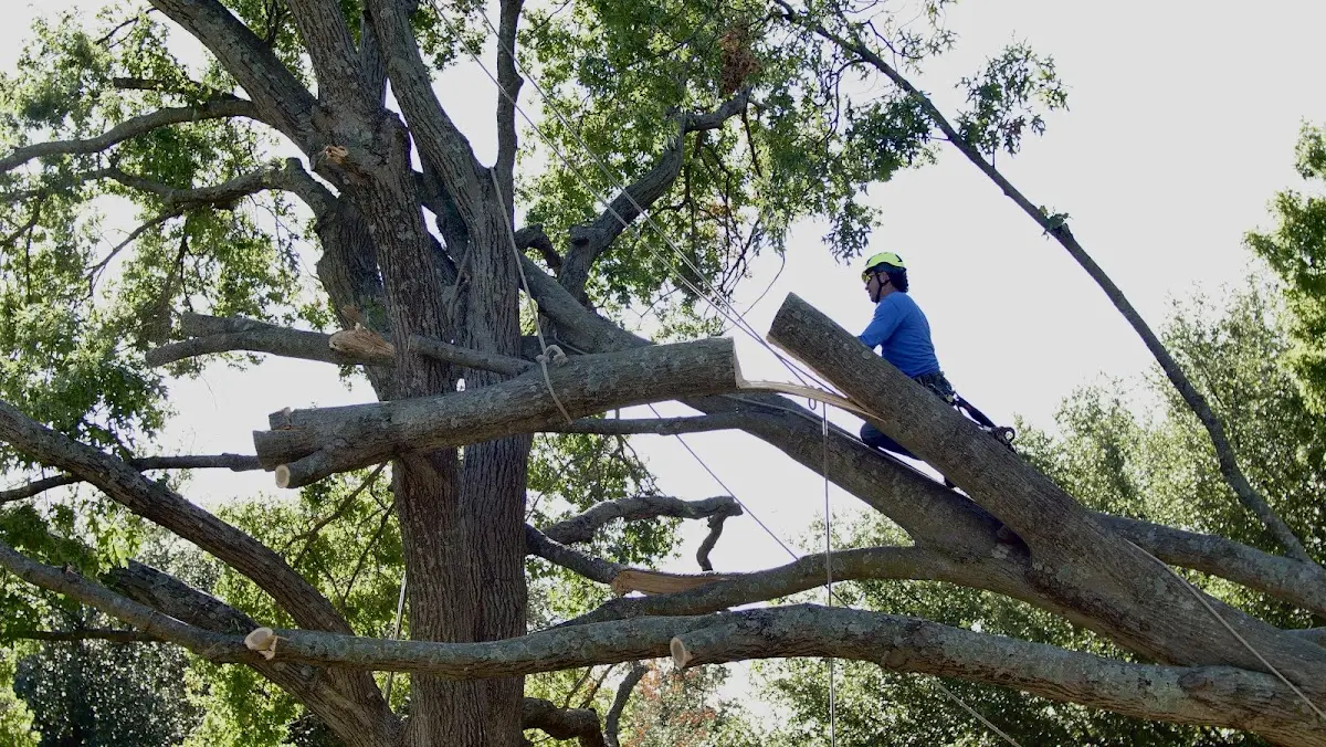 Professional Crown Thinning performed by certified arborists in Mizpah