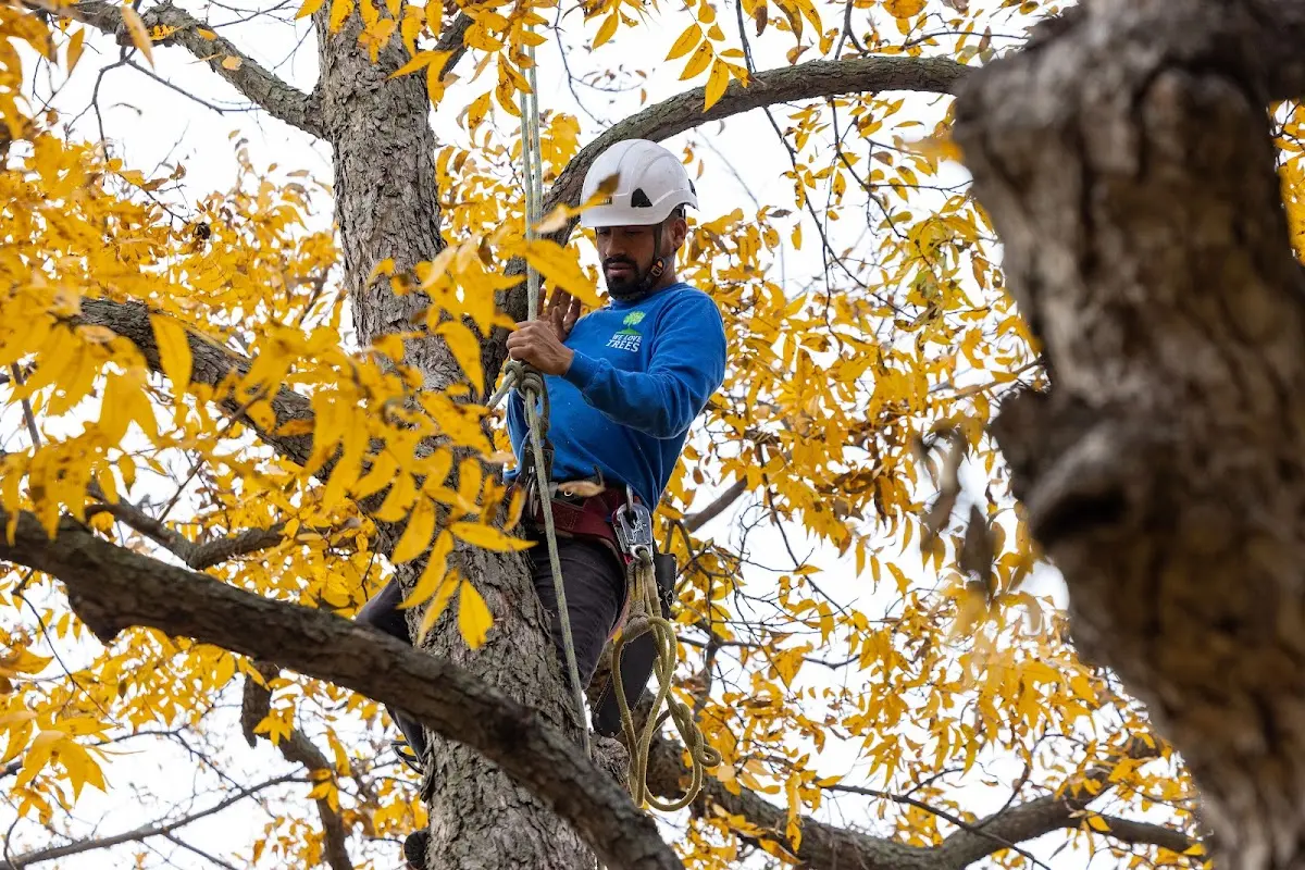 Skilled Tree Transplanting crew working in Mizpah