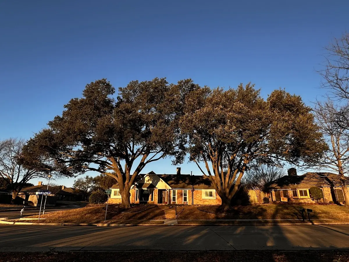 Established residential canopy tree shading a home in Mizpah